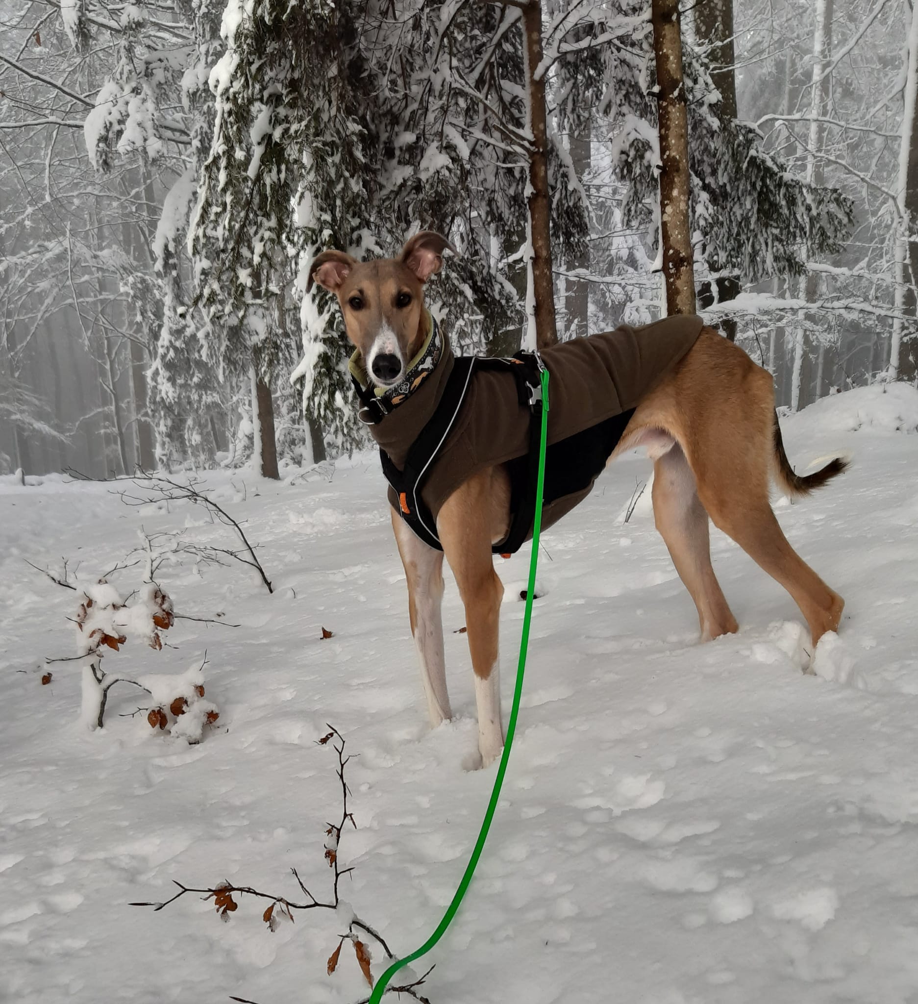 Levon schickt verschneite Grüße
